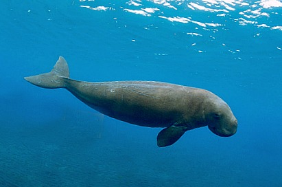 seacow palawan 500-2